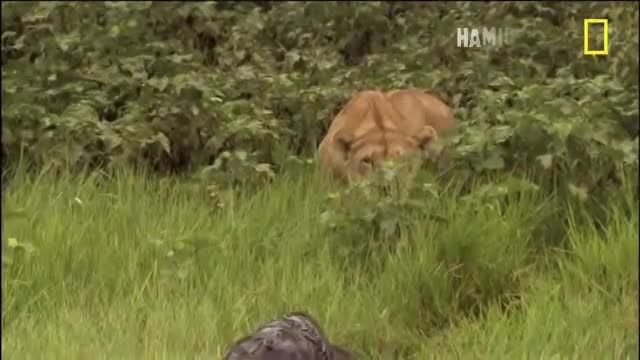 شکار بچه بوفالوی پخمه و ساده توسط شیر