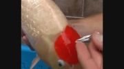 اصلاح خال روی سر ماهی کوی تانچو