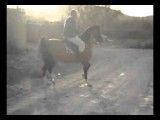 اسب دره شوری- شکار کره سالار