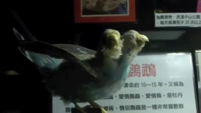 فیلمی از یک مرغ عشق با دو سر