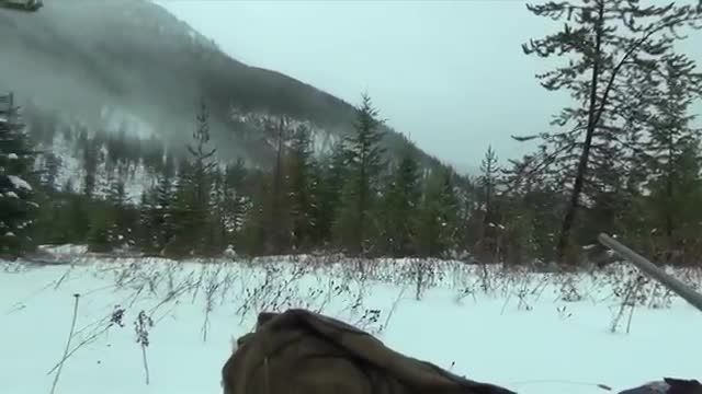 شکارچی گرگ