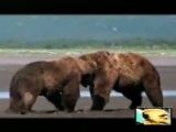 جنگ خرس های گریزلی