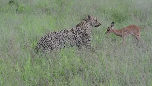 مراقبت یوزپلنگ از بچه اهو