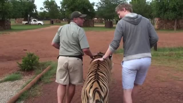 feeding and walking tiger