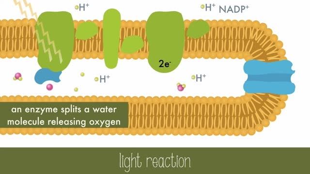 Photosynthesis Steps and Pathways