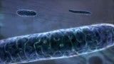 Bio Visions - Mitochondria  عملکرد میتوکندری در سلول