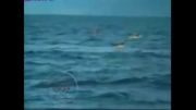 حمله ناگهانی نهنگ به کایاک
