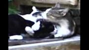 محبت عجیب یک گربه به بچه اش (این ویدیو را از دست ندهید)