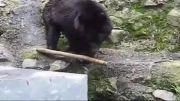 خرس کونگ فوکار