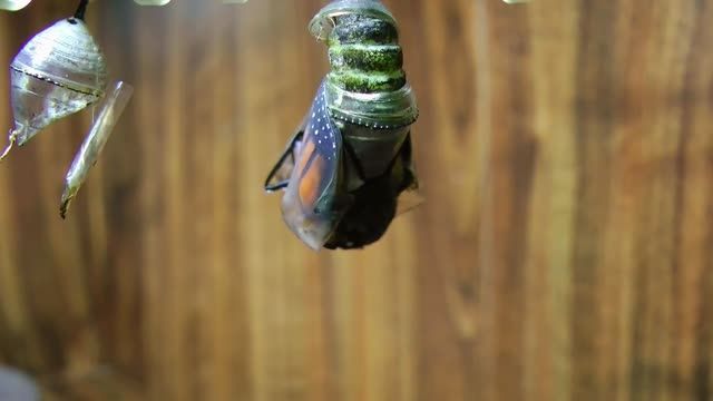 ویدئو زیبایی از تبدیل کرم هزار پا به پروانه شهریار