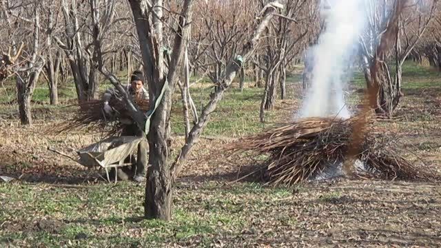 سوزاندن شاخه های هرس شده در باغات میوه
