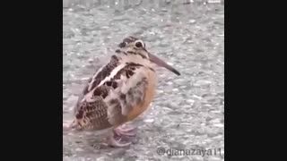 پرنده رقص