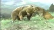 فرار خرس از دست شیرکوهی