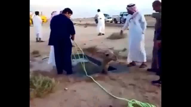تلاش ناموفق برای نجات شتر بینوا در عربستان سعودیl