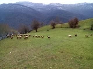 چرای گوسفندان در سنه کوه