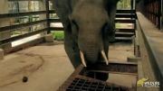 The Elephant With a Prosthetic Foot