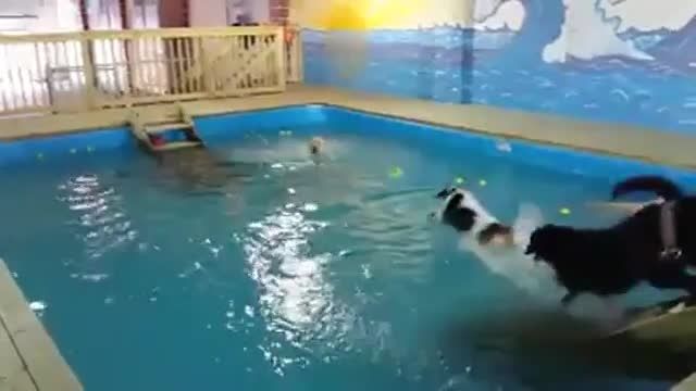 شنای بامزه سگ ها تو استخر
