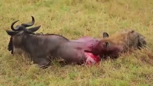 زنده خورده شدن گاو توسط کفتار