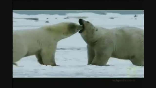 فرار خرس های قطبی از خرس های گریزلی
