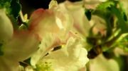 ویدئو زیبا از رویش گل ها،بسیار زیبا(HD)-قسمت پایانی