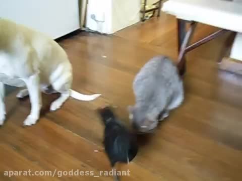 غذا دادن زاغی به گربه و سگ