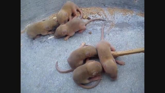 بچه موش های تازه متولد شده