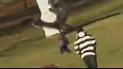 حمله عقاب به بچه در پارکی در انگلستان