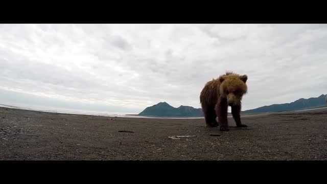 حمله خرس گریزلی به دوربین