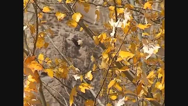 مقام.دامادسلطانی