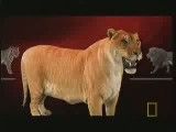 حیوانـی عجیـب اما واقعی!!(شیر+ببر) بزرگترین گربه سان بر روی زمین