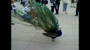 ▶بازکردن پر  ناز طاووس