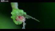 Dasychira Pudibunda Caterpillar