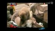 کمک رسانی دیدنی میمون امدادگر