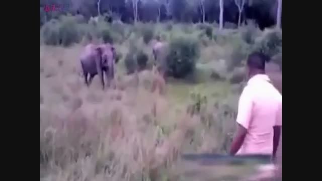 روش موثر برای متوقف کردن حمله فیل گلچین صفاسا