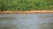 شكار تمساح توسط پـ ــلنـ گ تو آب دریاچه