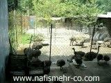 مزرعه پرورش شتر مرغ