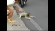 کمک به عبور حیوان از خیابان