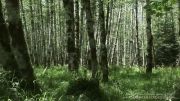 مجموعه ویدئو زیبا از طبیعت،قسمت چهارم