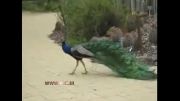 جنگ طاووس ها بر سر قلمرو