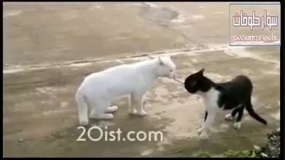 گربه ای که روی دو پا راه میرود!