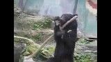 حرکات جالب و نمایشی خرس با چوب