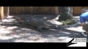 انفجار هندوانه در آرواره تمساح