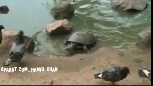 شکار تند و سریع و حرفه ای کفتر توسط لاکپشت
