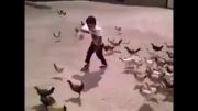 حمله مرغها به انسانها (حتما ببینید)