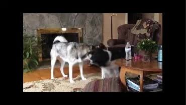 حرکات بسیار عجیب چند سگ قبل از زلزله !