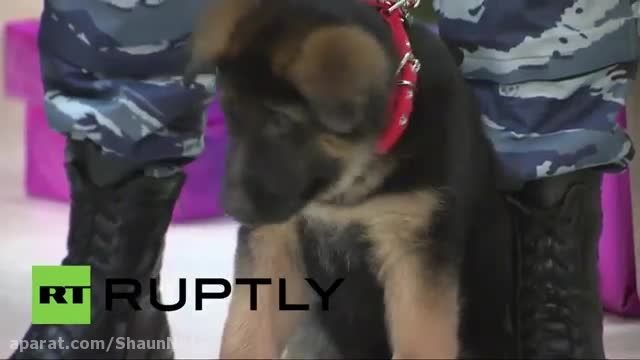 توله سگ روسیه به فرانسه به جای سگ کشته واحد ضد ترور