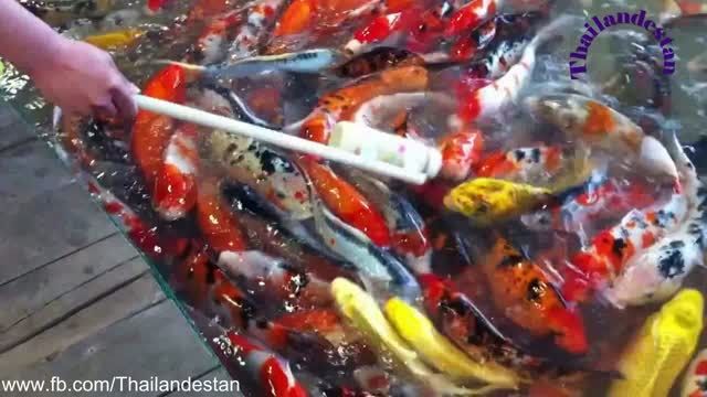 تایلند - ماهی های شیرخوار