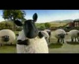 گوسفندان - بازیگوش