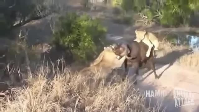 شکار بوفالوی عظیم الجثه توسط شیر ها