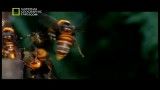 مستند امپراطوری حشرات - National Geographic Insect Wars